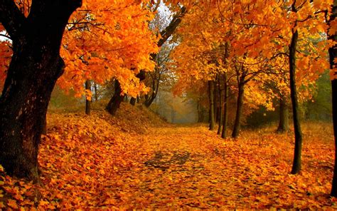 Lovely Fall Scenery Backgrounds Free Download