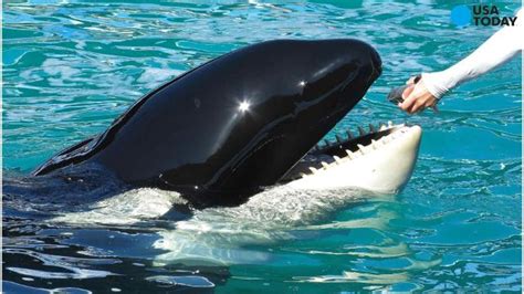 Famous Killer Whale Ill At Seaworld