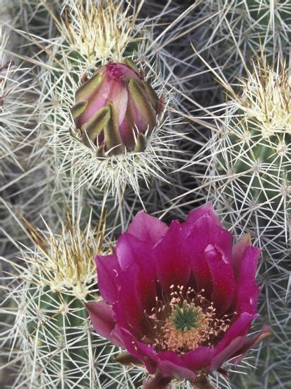 Flowering Hedgehog Cactus Saguaro National Park Arizona Usa