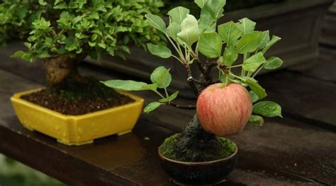 Carambola/star fruit tree grafted in a 3 gallon container. Bonsai Apple Trees: A Guide to Compact Fruit Tree Care ...