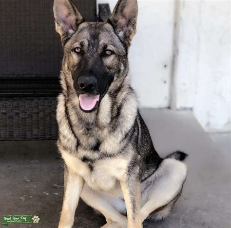 Stud Needed For Beautiful German Shepherd Stud Dog In Orange County