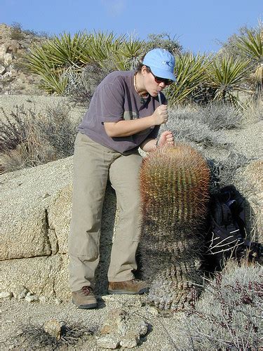 Fishhook barrel cactus of candy barrel cactus (ferocactus wislizeni) (britton & rose): KAKTÜSLER HAKKINDA 14 İLGİNÇ BİLGİ - İlginç Bilgiler