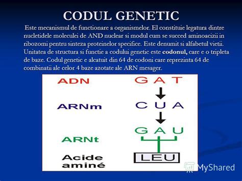 Codul Genetic Este Mecanismul De Functionare A