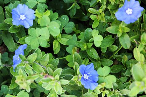 Blue Flowers And Green Leaves Free Stock Photo Public