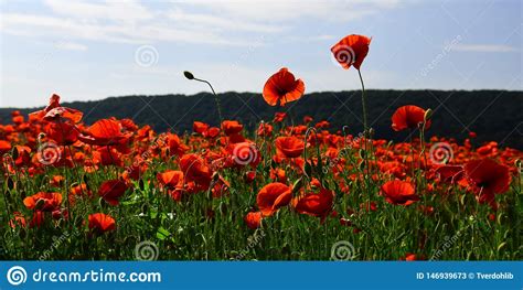 Alibaba.com offers 4,553 harvesting flower products. Poppy Flower Field, Harvesting. Stock Image - Image of ...