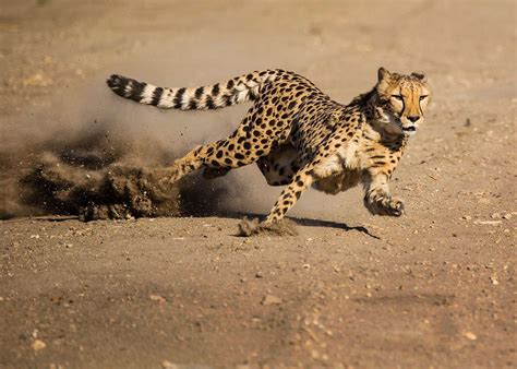Cheetah At Sunset By Susan Koppel On 500px Wild Cats Cheetah Animal