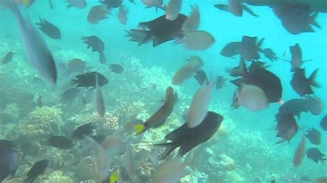 Snorkeling Through Coron Palawan Philippines Youtube