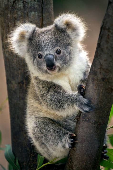 Koala Bear Cute Animals Cute Koala Bear Animals Beautiful