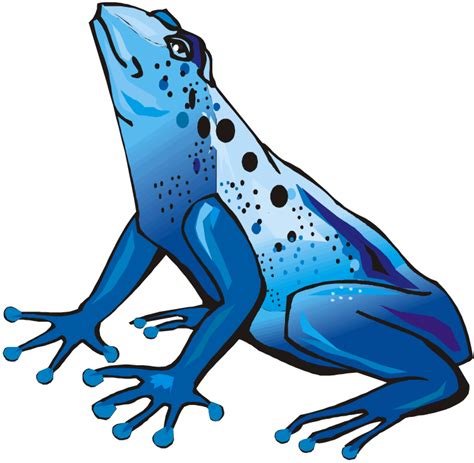 Download Blue Poison Dart Frog Clipart For Free Designlooter 2020 👨‍🎨