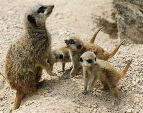 Meerkat Mother Meerkat Animals Animal Kingdom