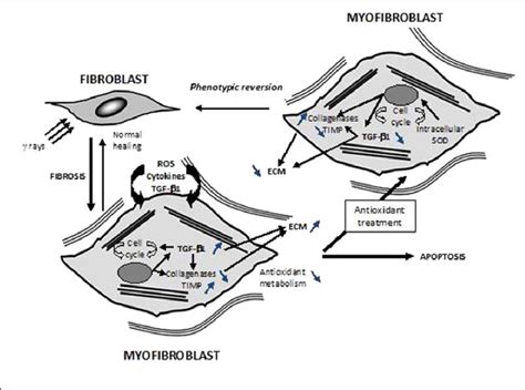 Main Radiation Induced Fibrosis Actors And Possible Cell Phenotype