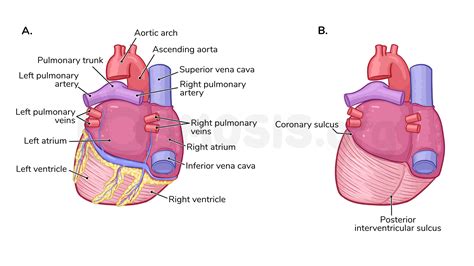 Anatomy Of The Heart Osmosis