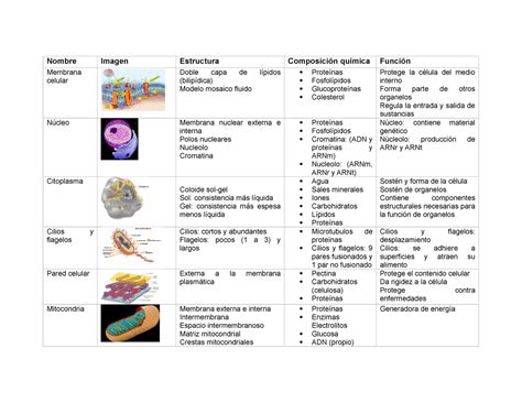 Organelos Cuadro Comparativo Nombre Imagen Estructura Composición