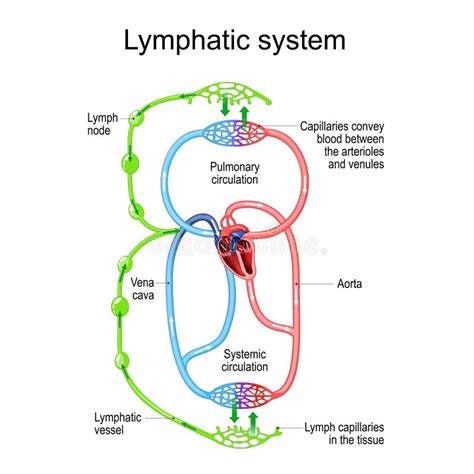 Système De Circulation Lymphatique Parties Du Système Immunitaire Et