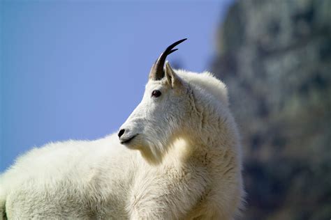 Portrait Of A Mountain Goat Free Stock Photo Public Domain Pictures
