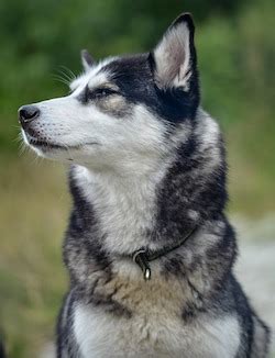 Huskies are known for being very active animals, so it's important that they have the right amount of calories to keep up with their lifestyle. 5 Best Dog Food For Huskies: Fuel for Winter Wanderers!