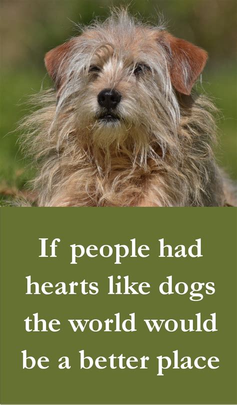 27 Beautiful Dog Quotes Some Touching Some Poignant And Some Funny