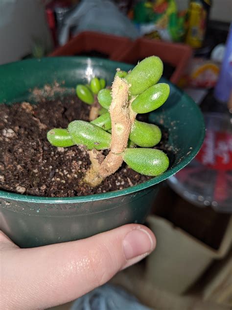 Should succulents only be planted indoors or are there outdoor succulents? I dropped my succulent last night! 😭 I have all of the ...