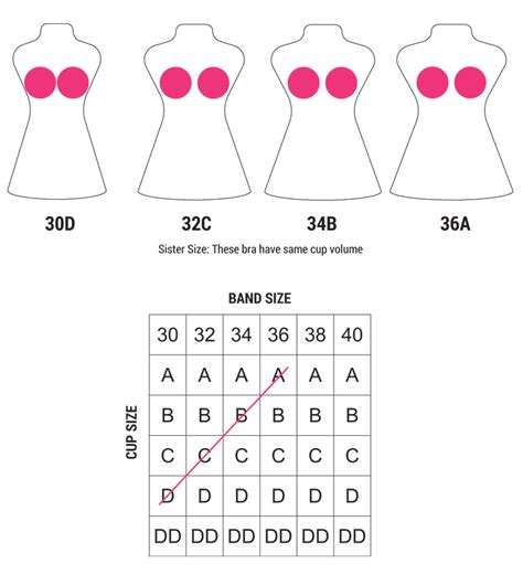 Visual Breast Cup Size Comparison Cumception My Xxx Hot Girl