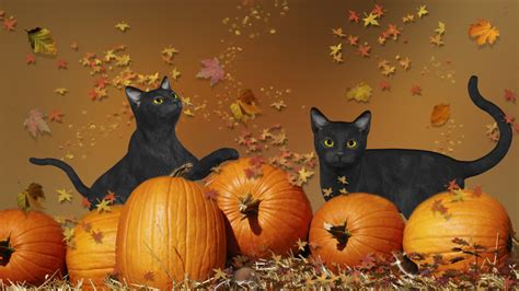 Halloween Symbols The Black Cat Americas Most Haunted
