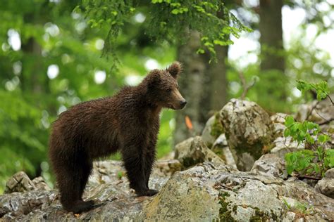 Brown Bear Photography Slovenia Wildlife Holiday Europe