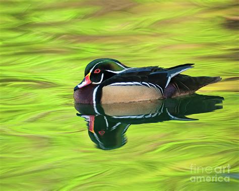 Reflected Drake Wood Duck Photograph By Timothy Flanigan Fine Art America