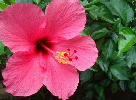 They make up 40% of all mammal species. Top 20 Most Beautiful Flowers Commonly Found In India ...
