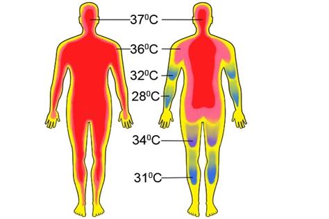 Human Body Temperature Range Human Body Temperature Fever Normal