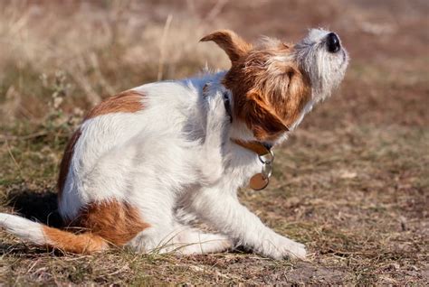 7 Common Dog Skin Problems And How To Help Fix Them Great Pet Care