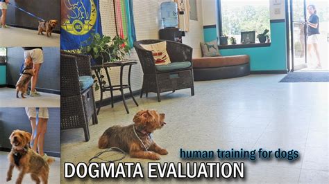 Before & After a Dogmata Evaluation - Canine Behavior & Psychology