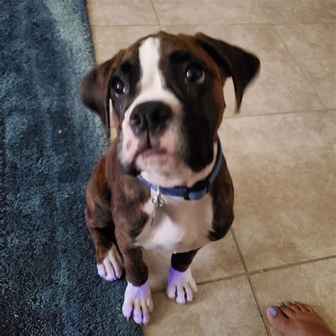 These cuties are family raised and get lots of snuggles and kisses daily from children. Boxer Puppies For Sale | Homestead, FL #301461 | Petzlover