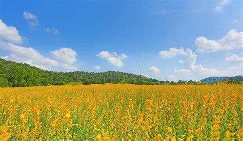 Beautiful Yellow Flower Sunhemp Field With Mountains At Sunny Day