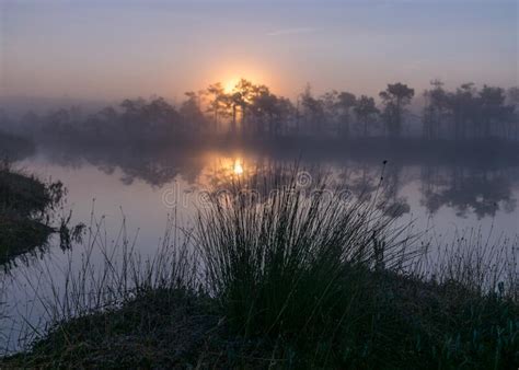 Tree Silhouettes At Sunrise Misty Bog Landscape With Swamp Pines And