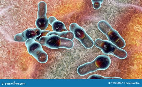 Spore Forming Bacteria Clostridium Stock Illustration Illustration Of