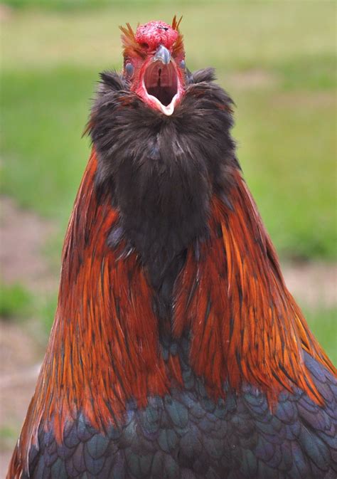 Bearded Chicken Show Backyard Chickens