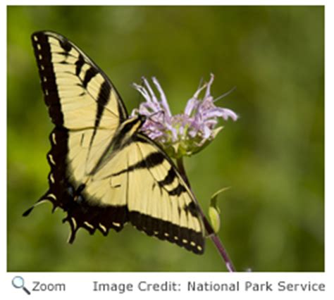 Eastern Tiger Swallowtail Papilio Glaucus NatureWorks
