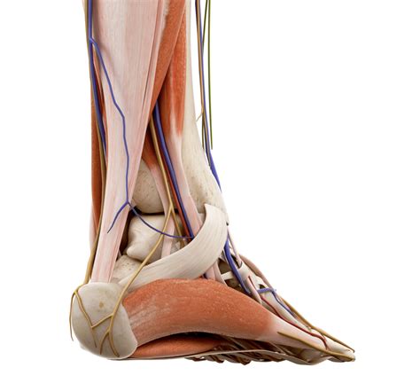 How Do You Know If You Have Damaged Your Achilles Tendon Pinnacle