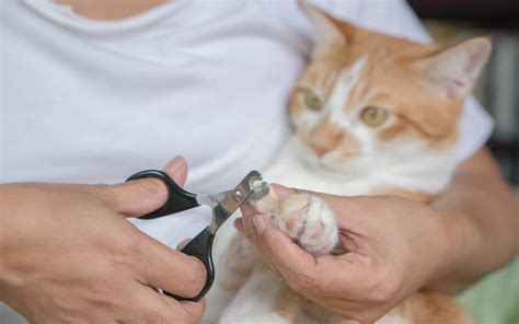 Nail Clipping Training for Cats with a Fear Free Approach - Main Street ...