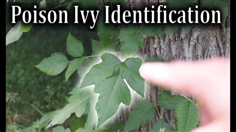 Poison Ivy Identification How To Identify Poison Ivy Plants Youtube