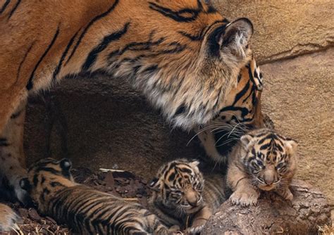 Stunning Images Of Sumatran Tiger Cubs Born At London Zoo Are Released