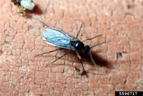 Darkwinged Fungus Gnats Genus Bradysia