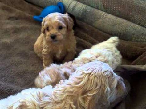 Ask questions and learn about cockapoos at nextdaypets.com. Cockapoo Puppies For Sale - YouTube
