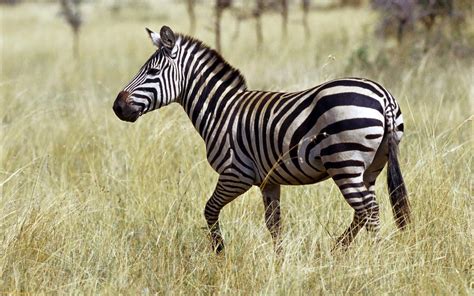 Beautiful And Dangerous Animalsbirds Hd Wallpapers Zebras Lovely Hd