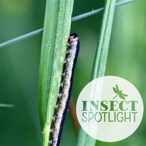 Pin On Insect Spotlight