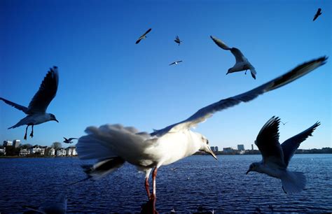 Aug 26, 2021 · زوجان من طيور النورس، يتعاركان من أجل الحصور على شطيرة برغر صدر الصورة، david hares التعليق على الصورة، رجل يطعم طيور النورس على ضفاف بحيرة جنيف في سويسرا مع ...