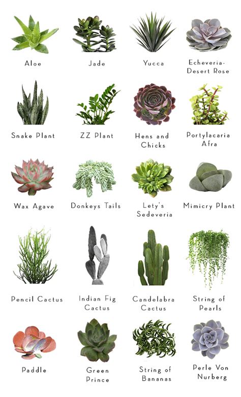 Types Of Succulents Chart