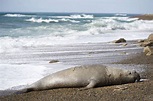 Big Male Elephant Seal Patagonia Argentina - Seal Facts and Information