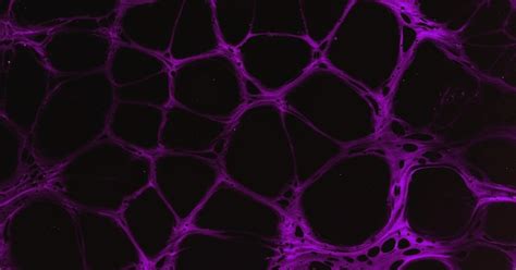 Premium Photo Purple Cells In A Black Background