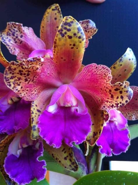 cattleya orchid how to grow care guide artofit