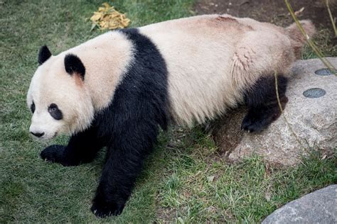 Panda Escapes From Enclosure At Copenhagen Zoo Daily Sabah